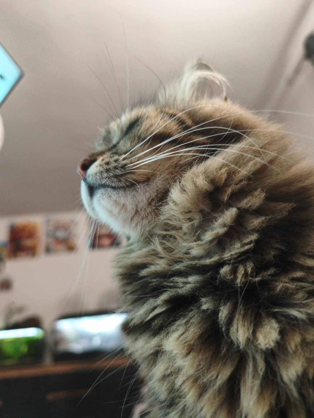 Close-up portrait series of a fluffy tabby cat
