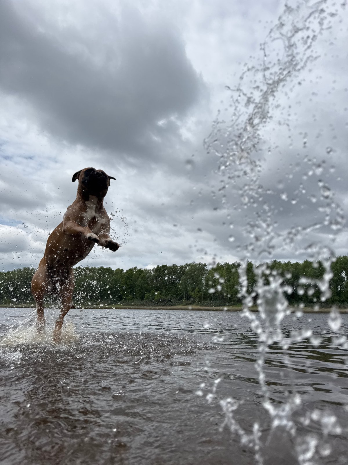 Morning photo session with dog in Chaikovsky, Russia