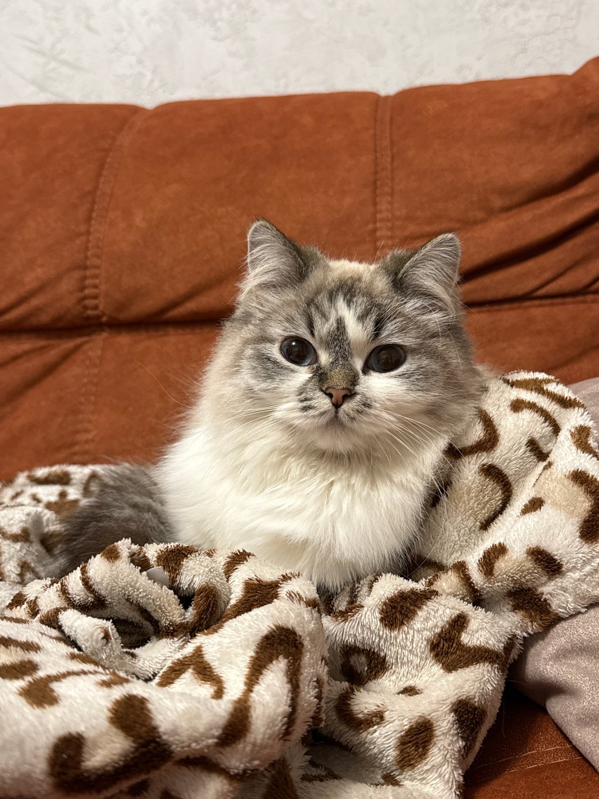Kitten enjoys cozy evening wrapped in blankets in Rostov-on-Don