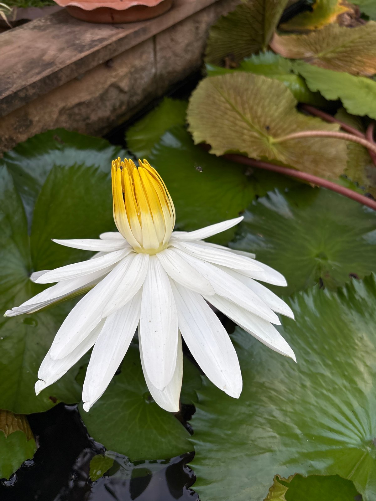 Water lily blooms among pads in Karon Thailand