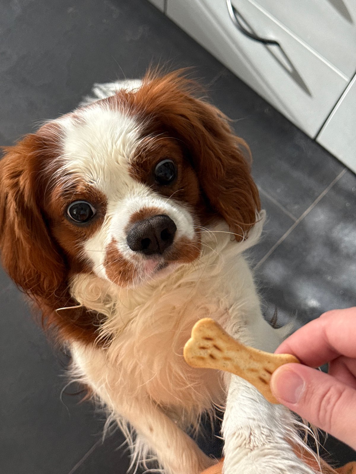 Cavalier King Charles Spaniel naps and snacks in Dobrich