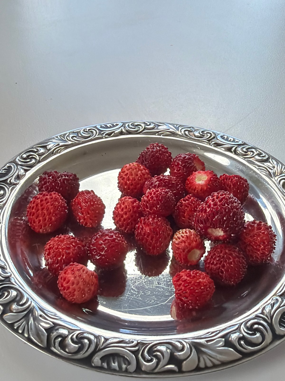 Woman collects wild strawberries on silver platter in Gangloff