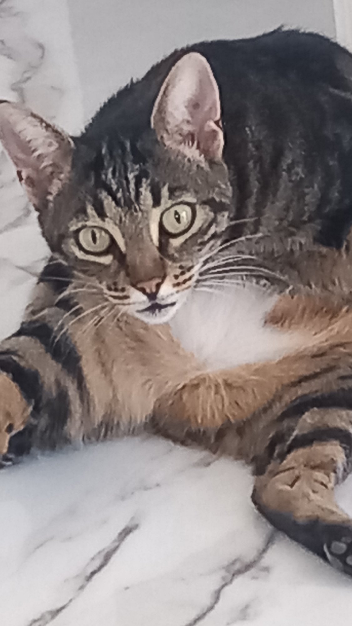Tabby cat grooming and napping on marble in Agios Nektarios
