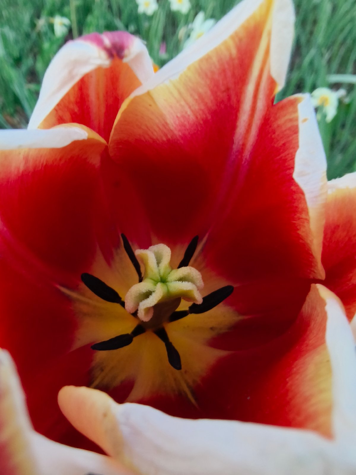 Spring flower photography session documented in Kryvyi Rih