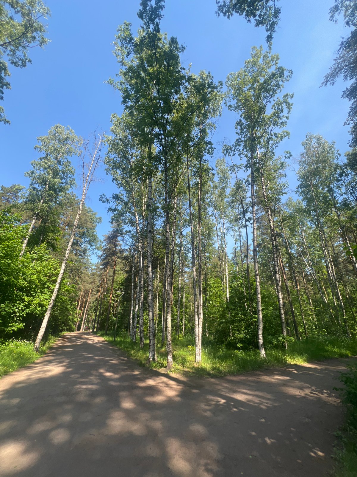 Morning forest walk documented in Saint Petersburg park