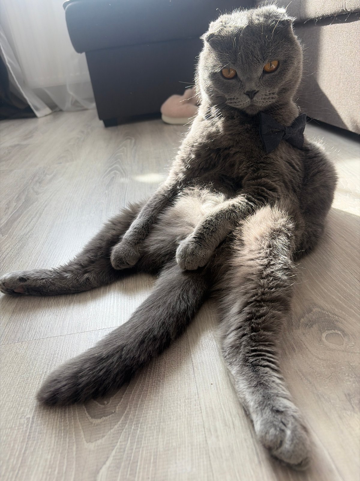 Scottish Fold cat rests on wooden floor in Saint Petersburg