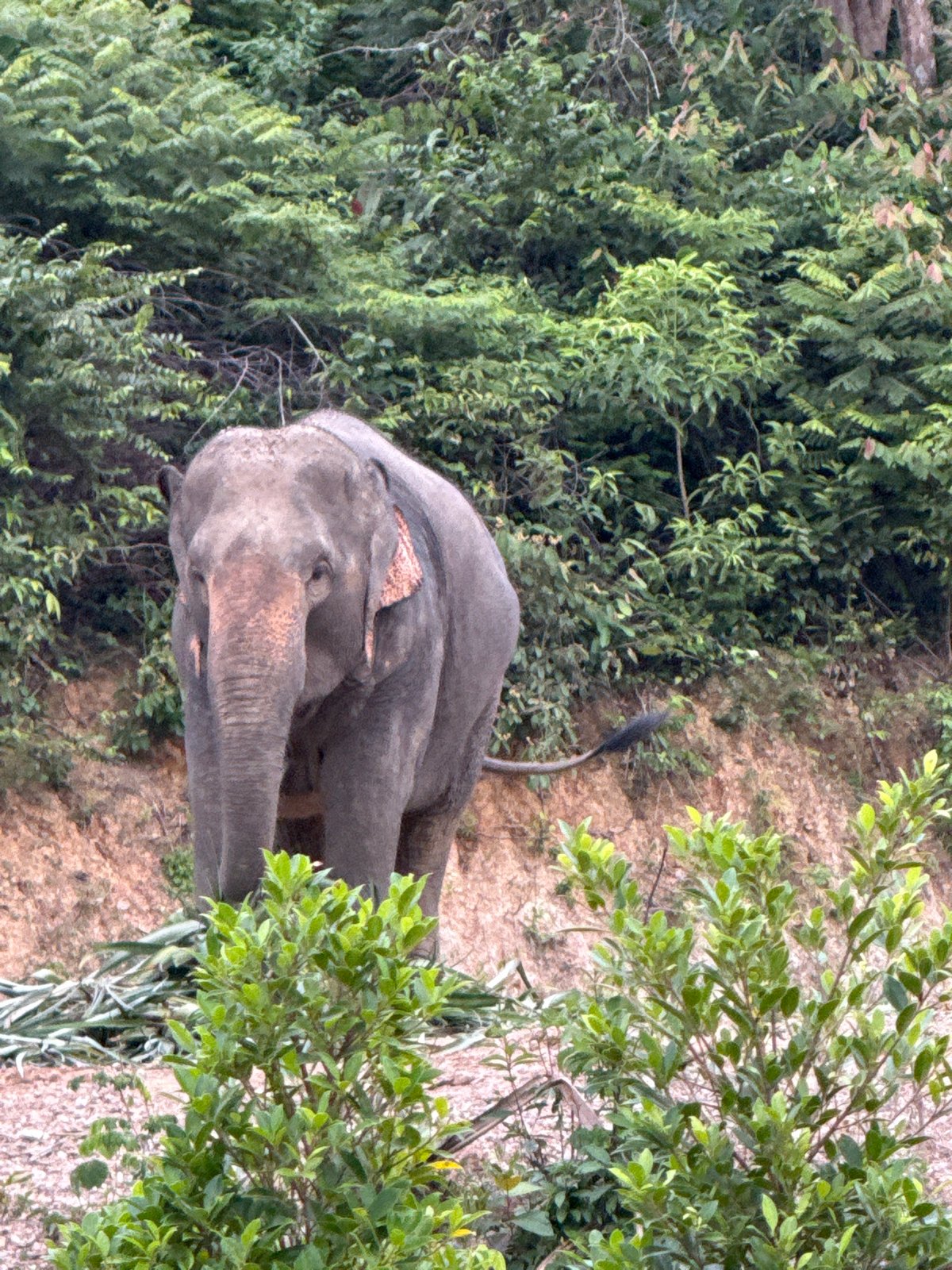 Elephants roaming and foraging in Chong Pli's tropical landscape