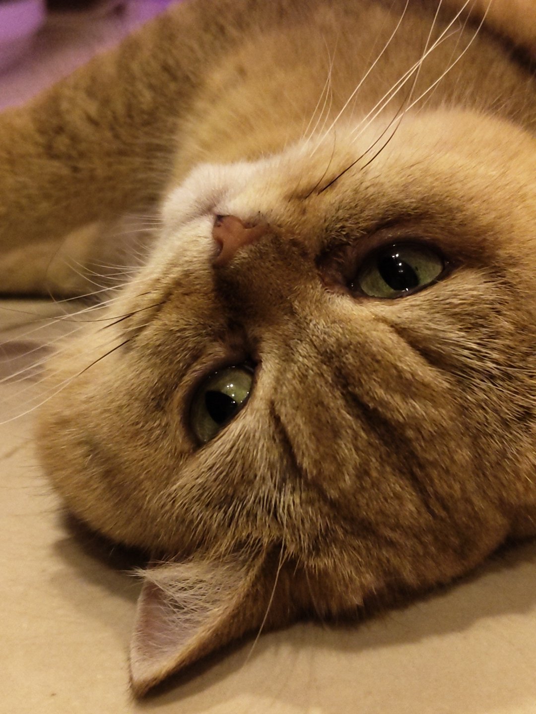 Cats at home in Krasnodar, with glimpses of city life