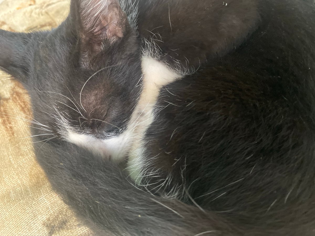 Cats photographed napping on furniture in Tinaquillo, Venezuela