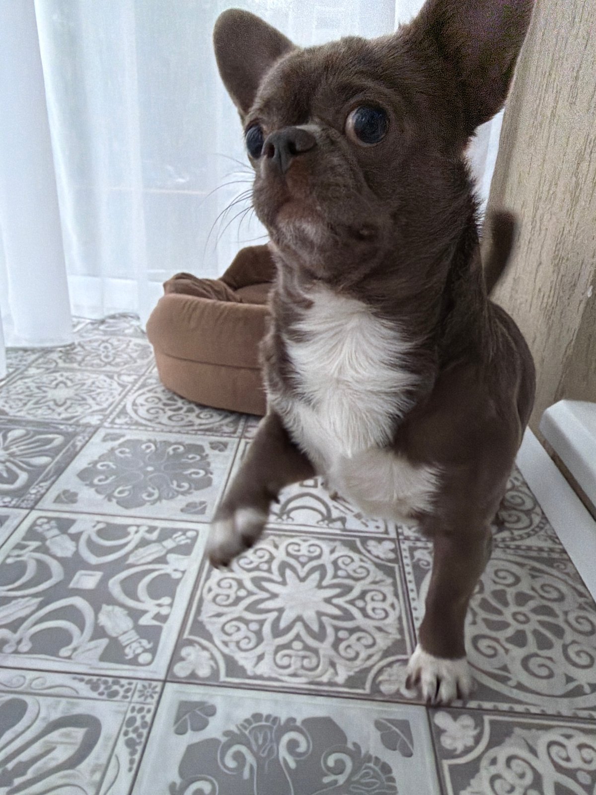 Family moments with pet dog captured in Votkinsk home