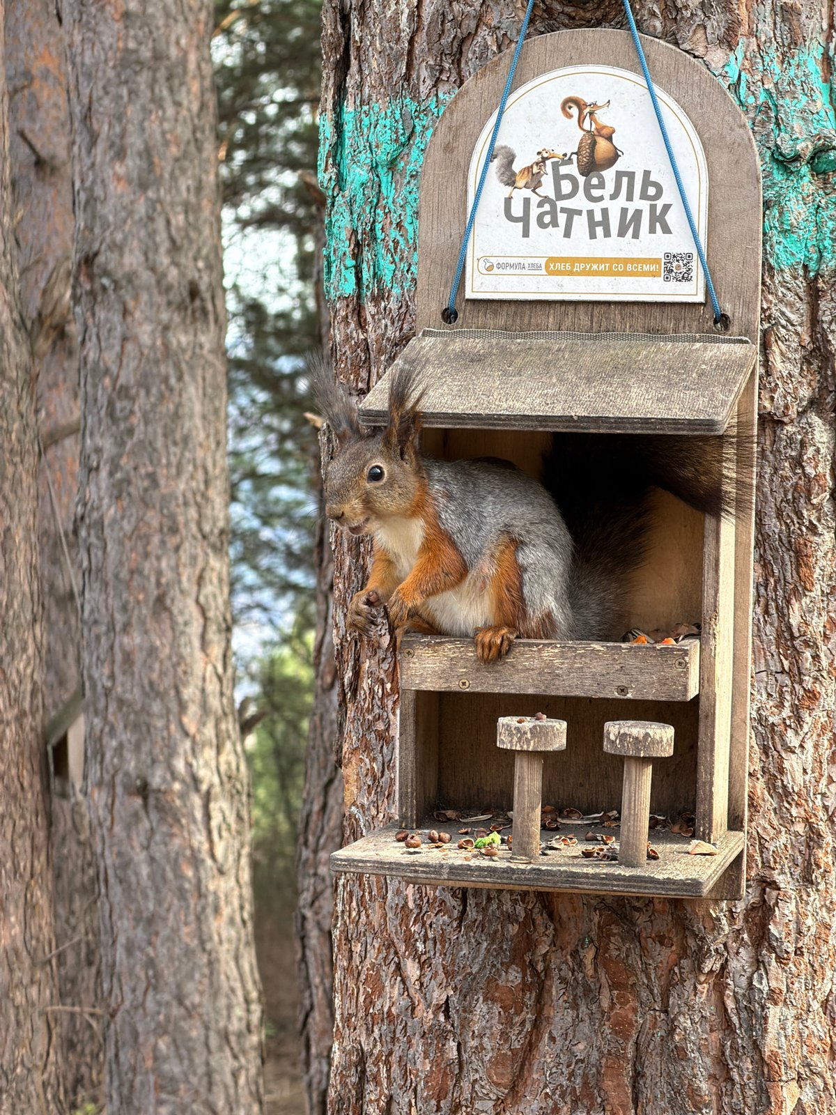 Squirrel feeds from wooden feeder in Krasnoyarsk forest