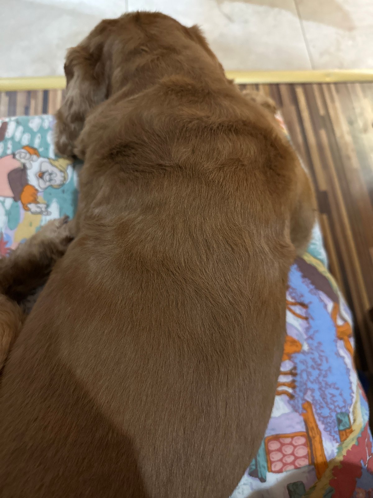 Trading card collector shares hobby and pet moments