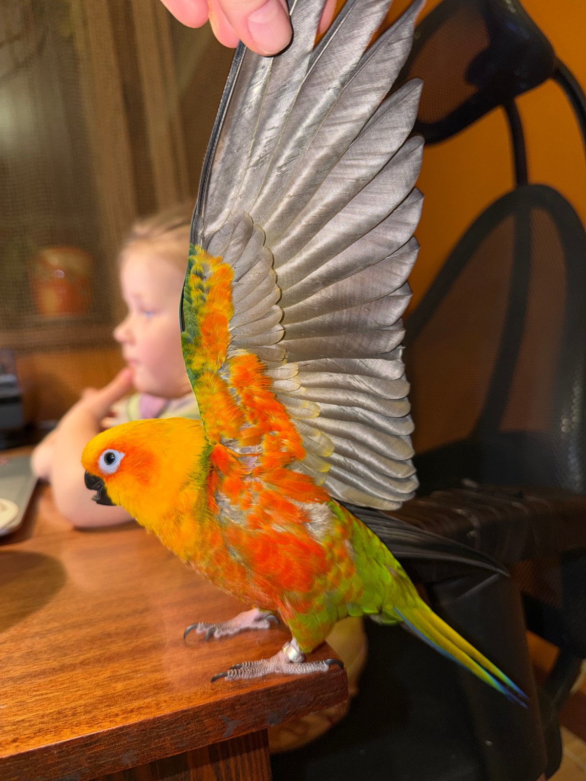 Sun conure spotted indoors in Khimki, Russia
