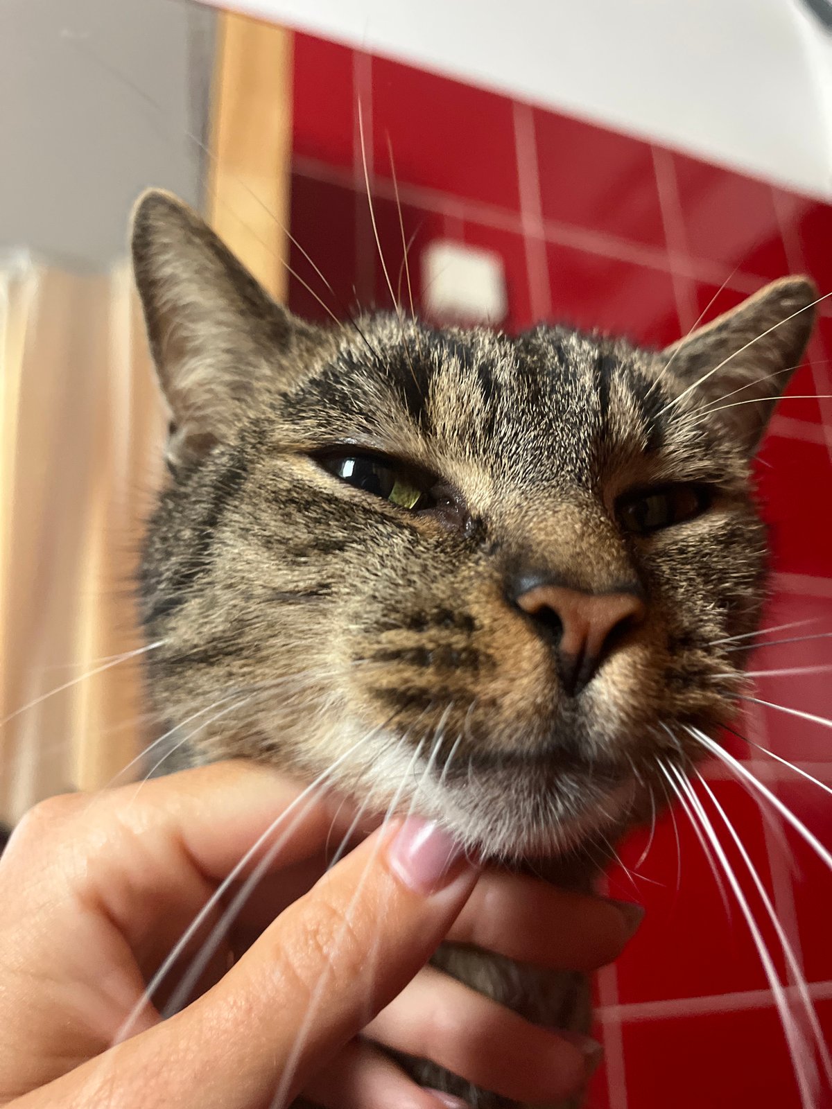 Tabby cat portrait session in Šušanj home
