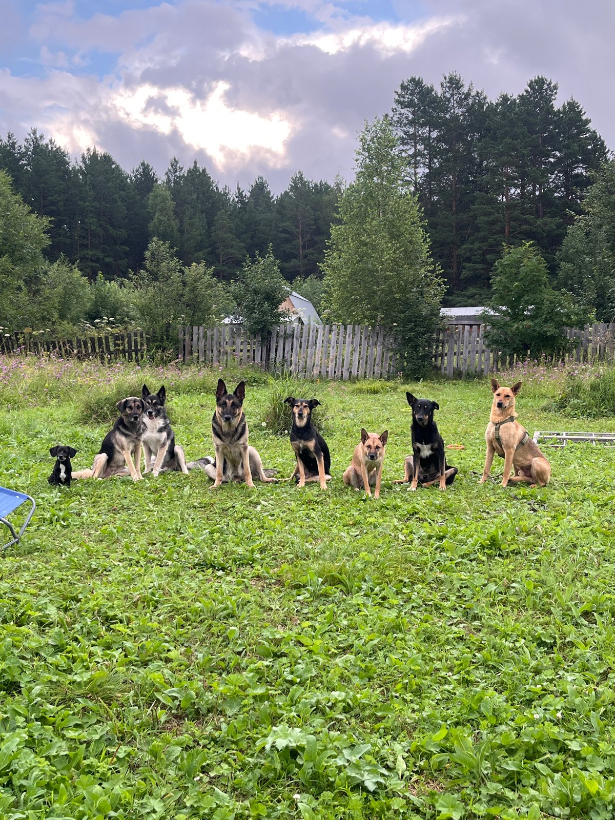 Pack of dogs in a Nizhny Tagil yard, inside and out.