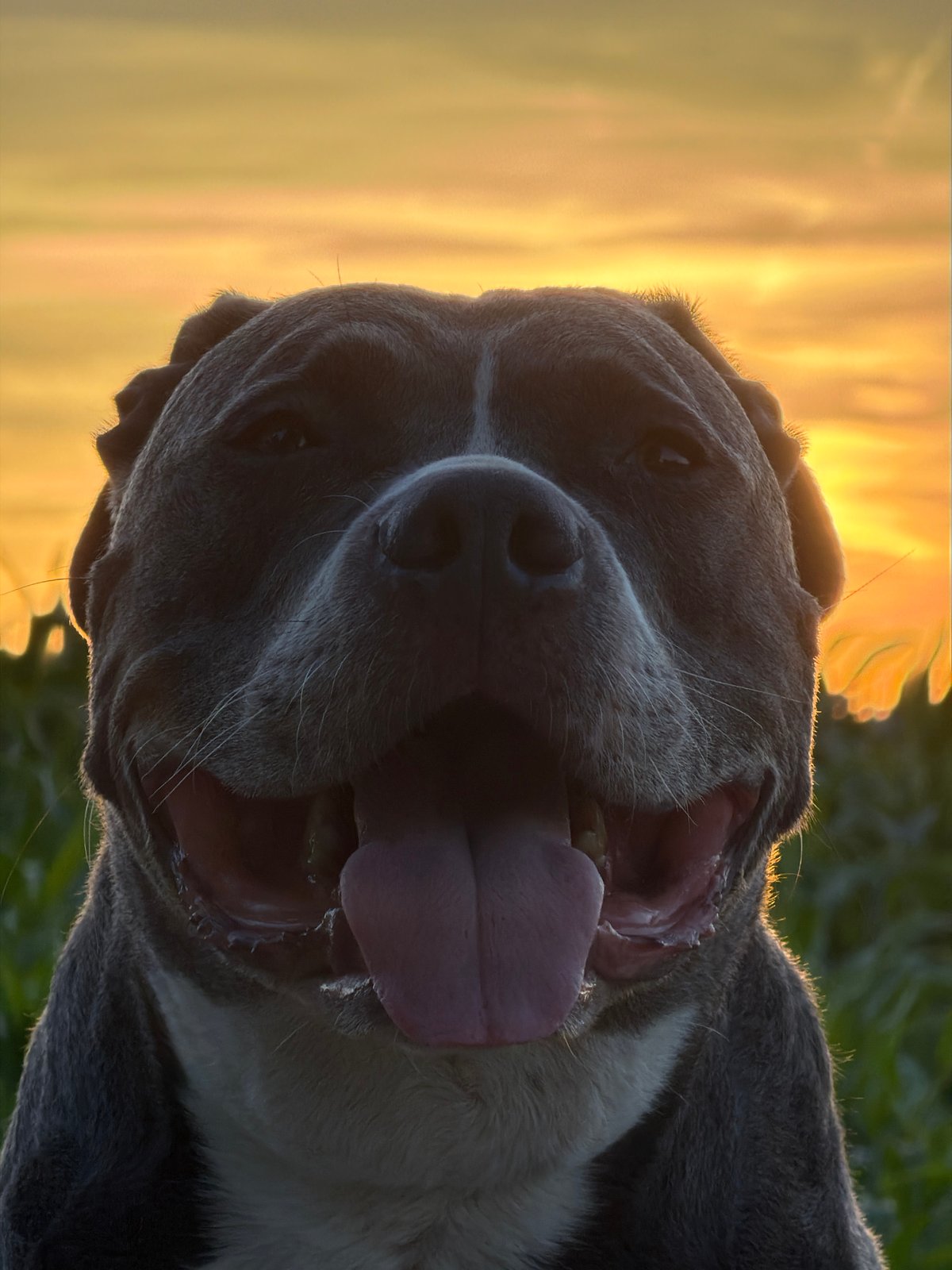 Grey pit bull poses outdoors at golden hour in Luxembourg