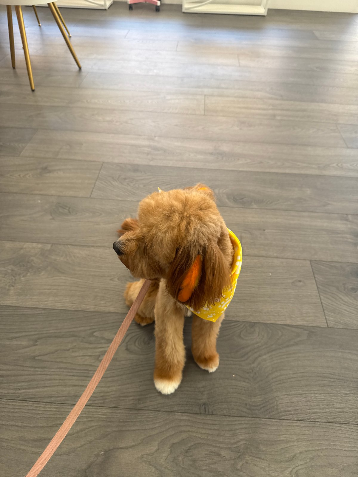Dog with yellow bandana observed playing indoors in Boca Raton