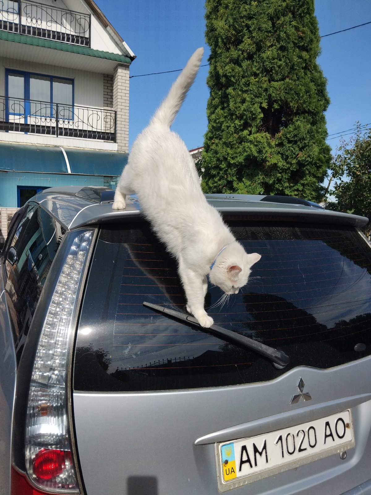 White cat lounges around a Zhytomyr residential area