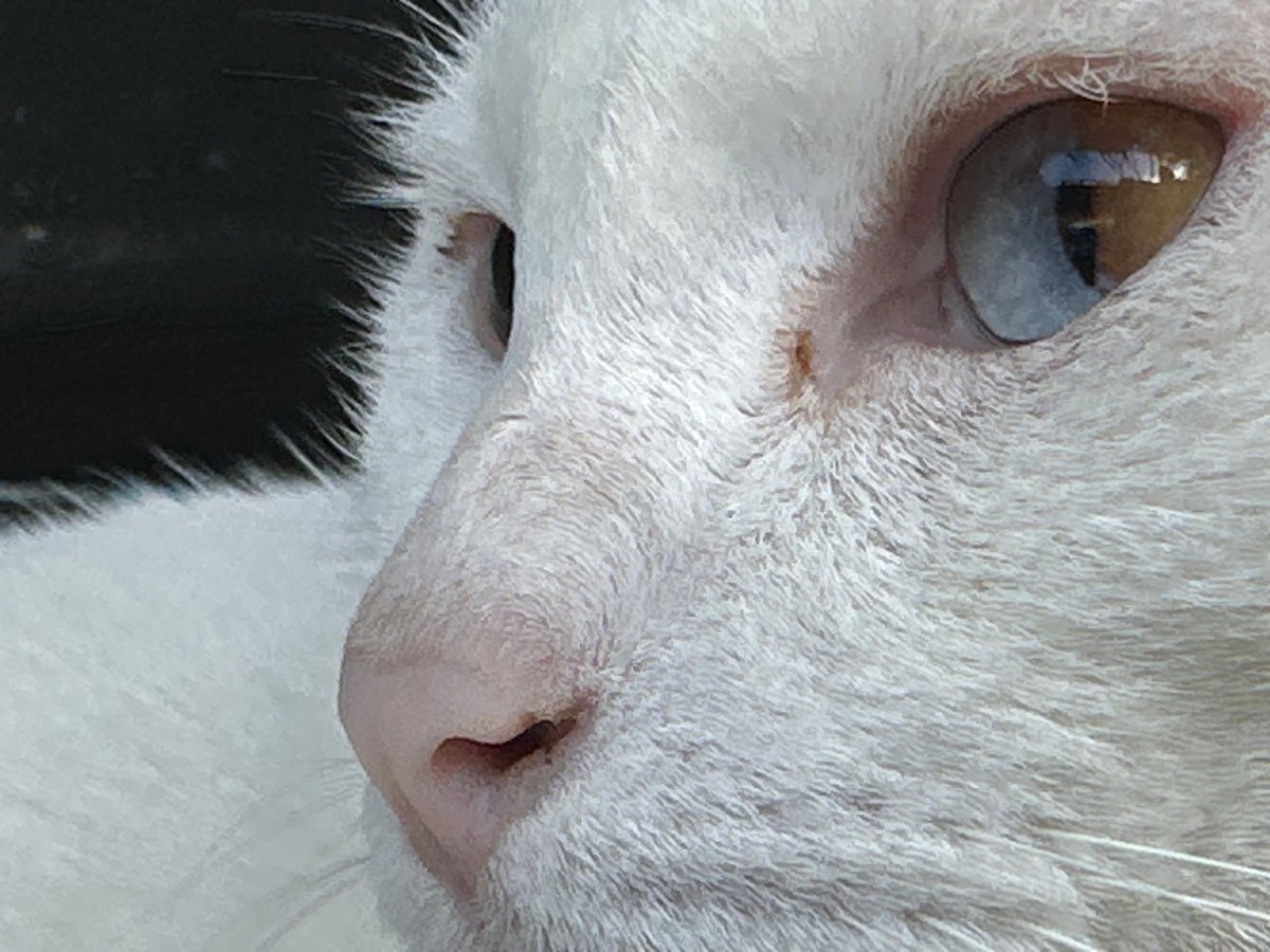 Heterochromatic white cat hanging out around Sukawati, Bali