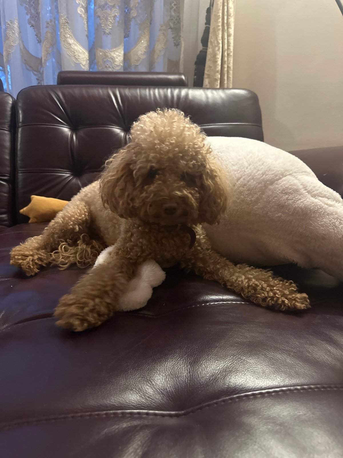 Dog rests on leather couch with toys in Armavir home