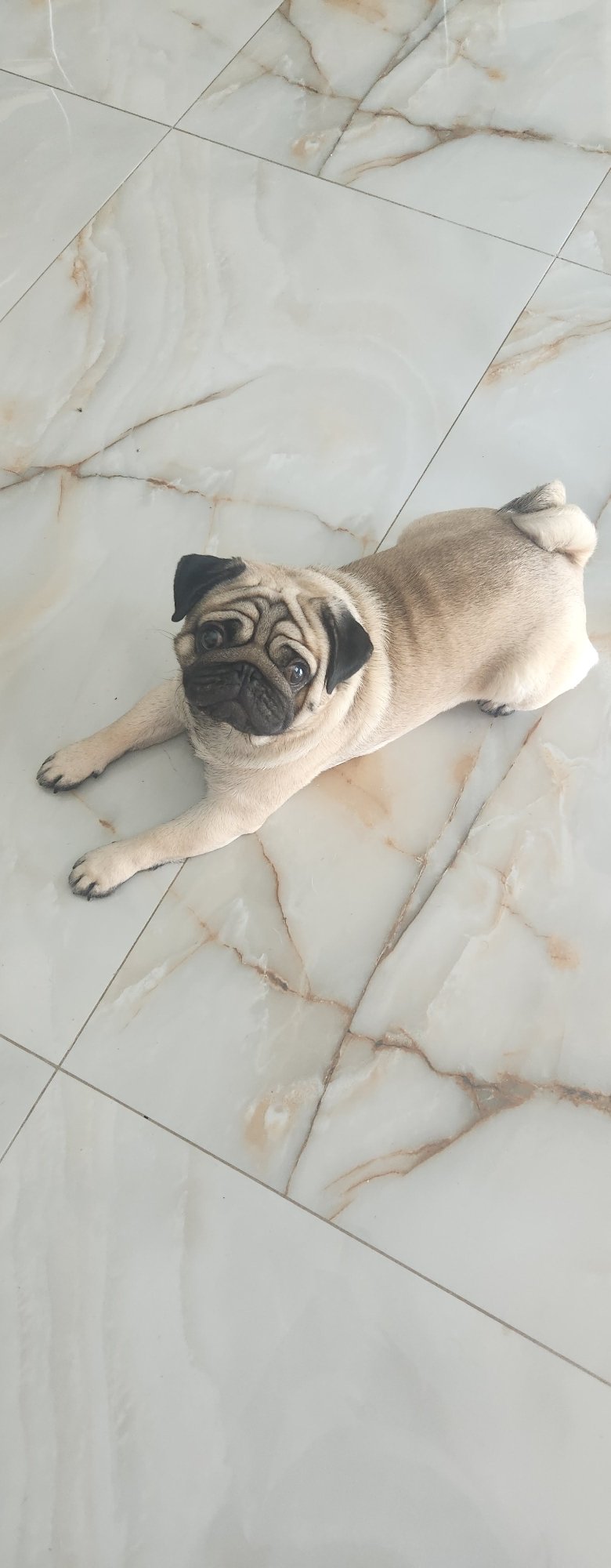 Pug naps, feather sketches, and summer skies in Kazan