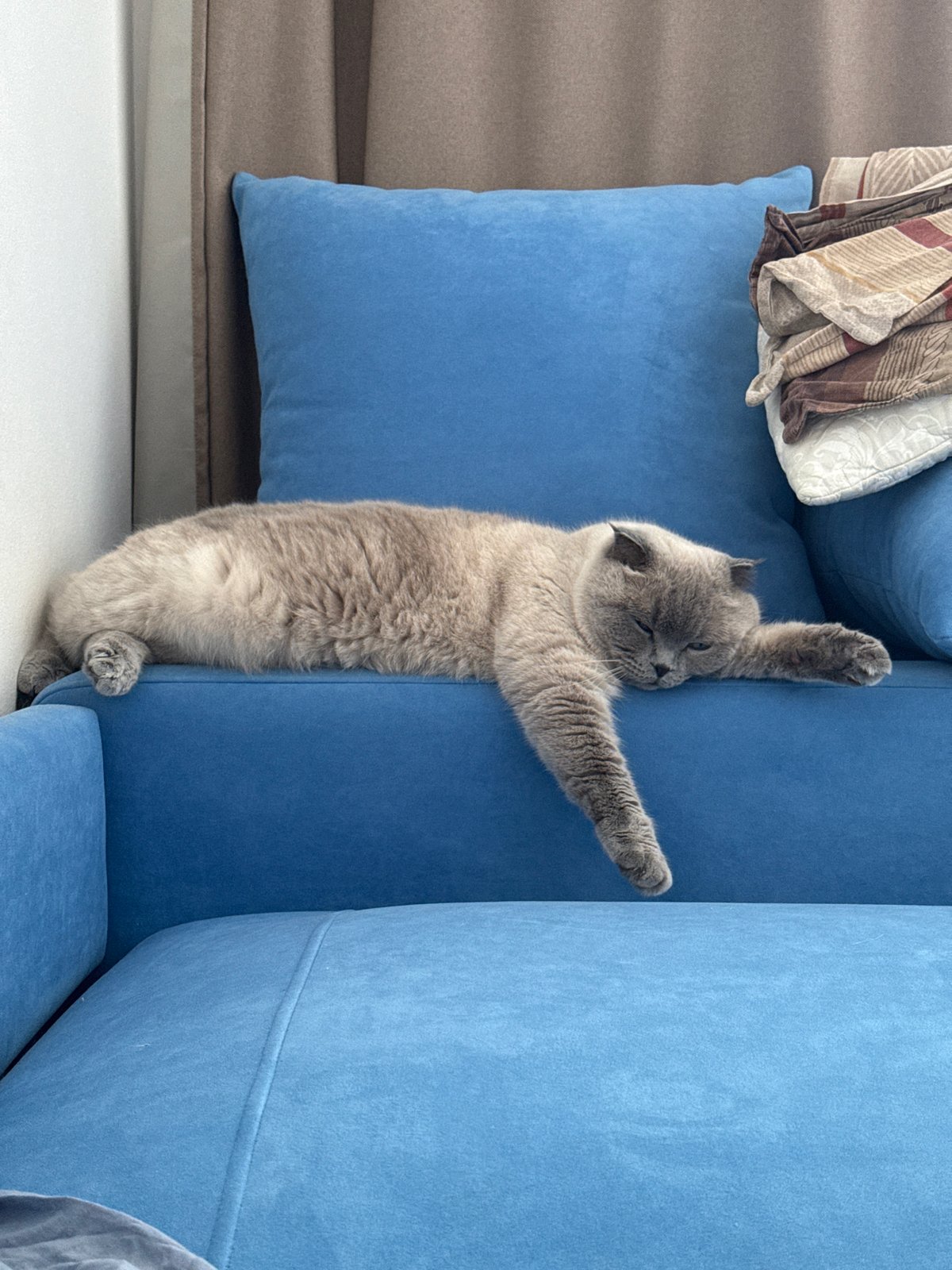 Grey cat napping on a blue sofa in Izhevsk