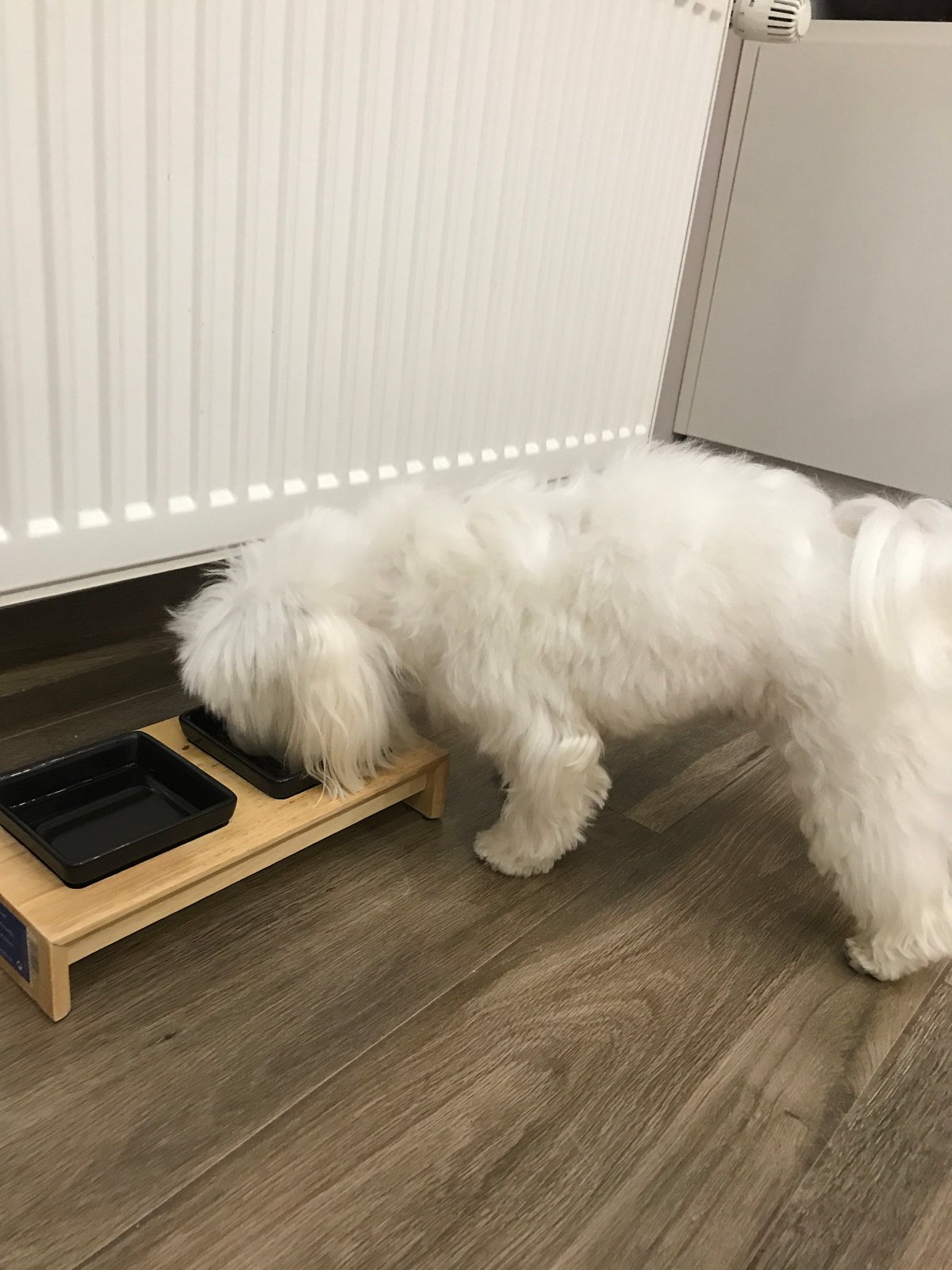 Ternopil resident documents beloved white Maltese dog in home