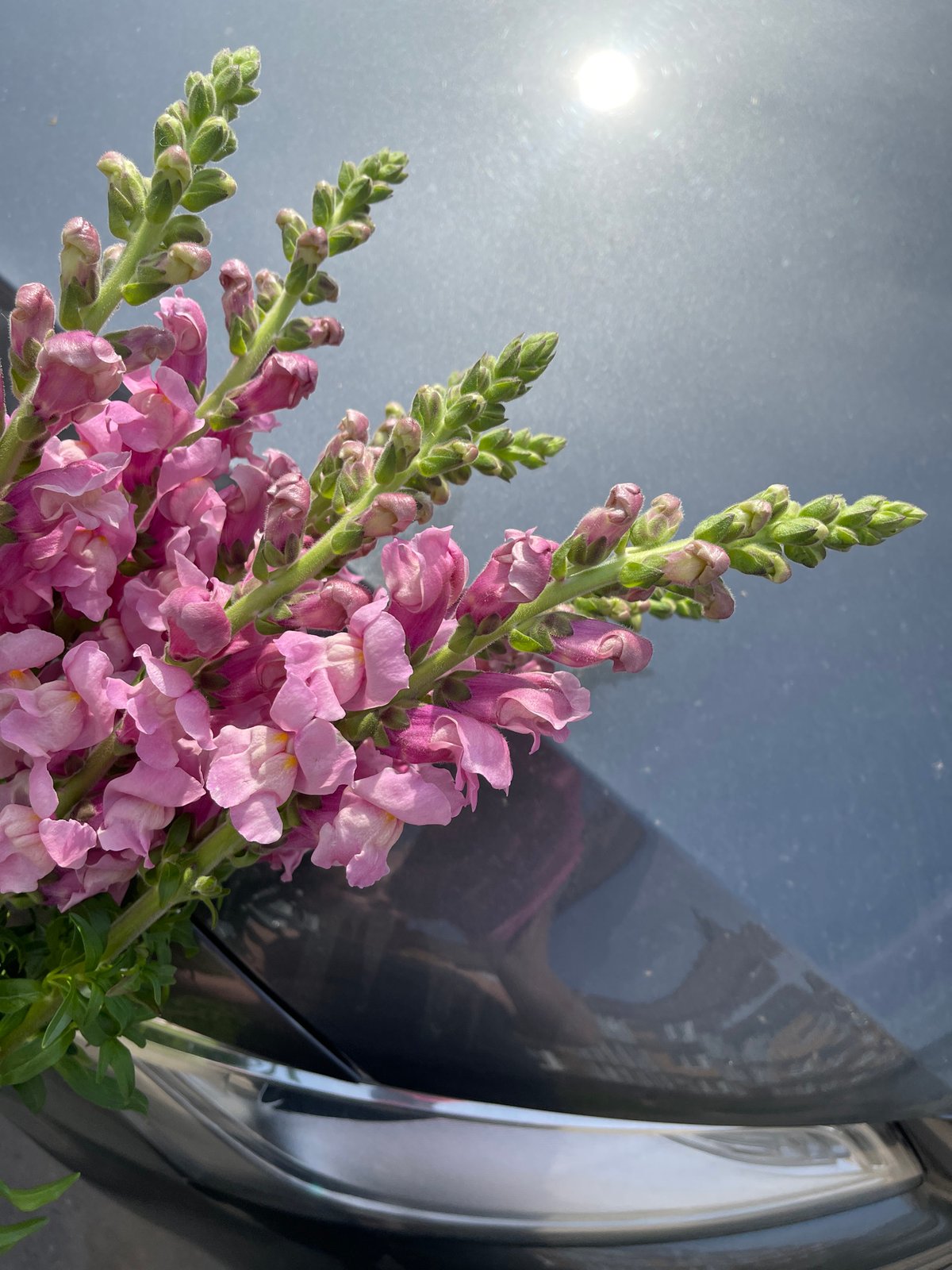 Spring flowers bloom with bee activity in Kommunarka gardens