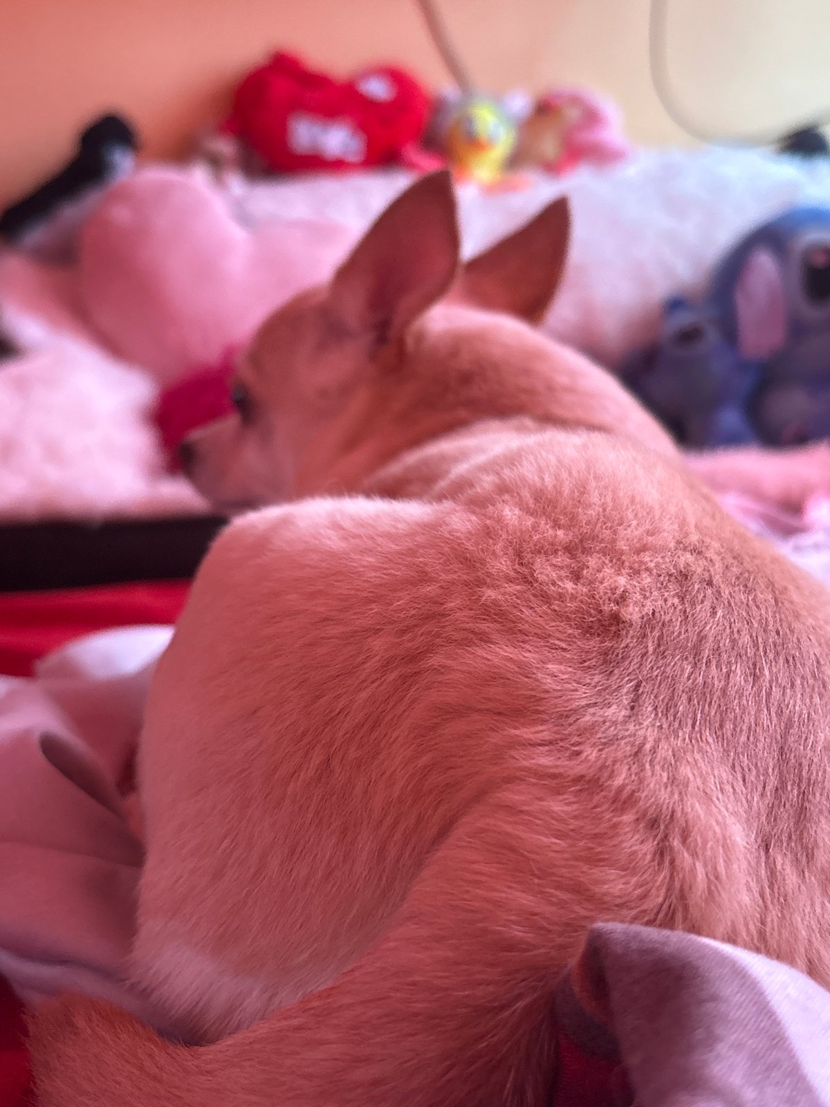Small Chihuahua spotted indoors in Vratsa, Bulgaria
