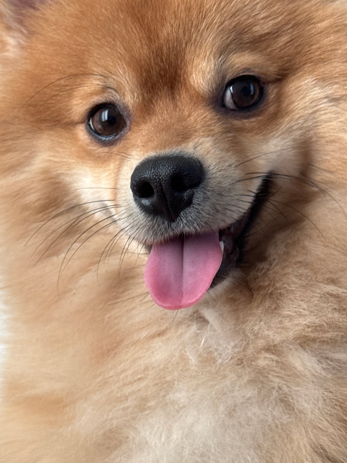 Pomeranian dog photographed in multiple poses during Sofia playtime