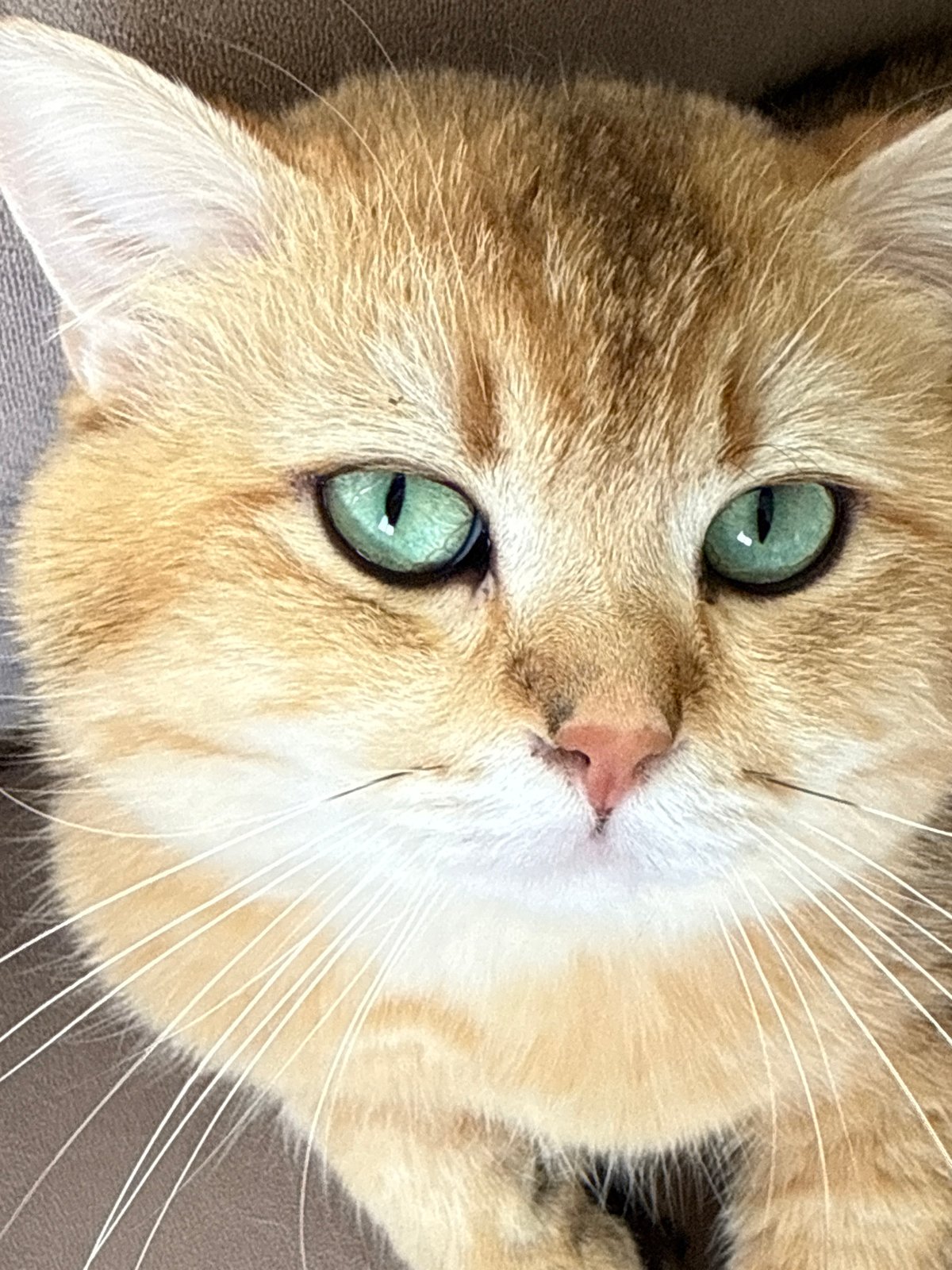 Kitten photo session documented in Bulgarian village