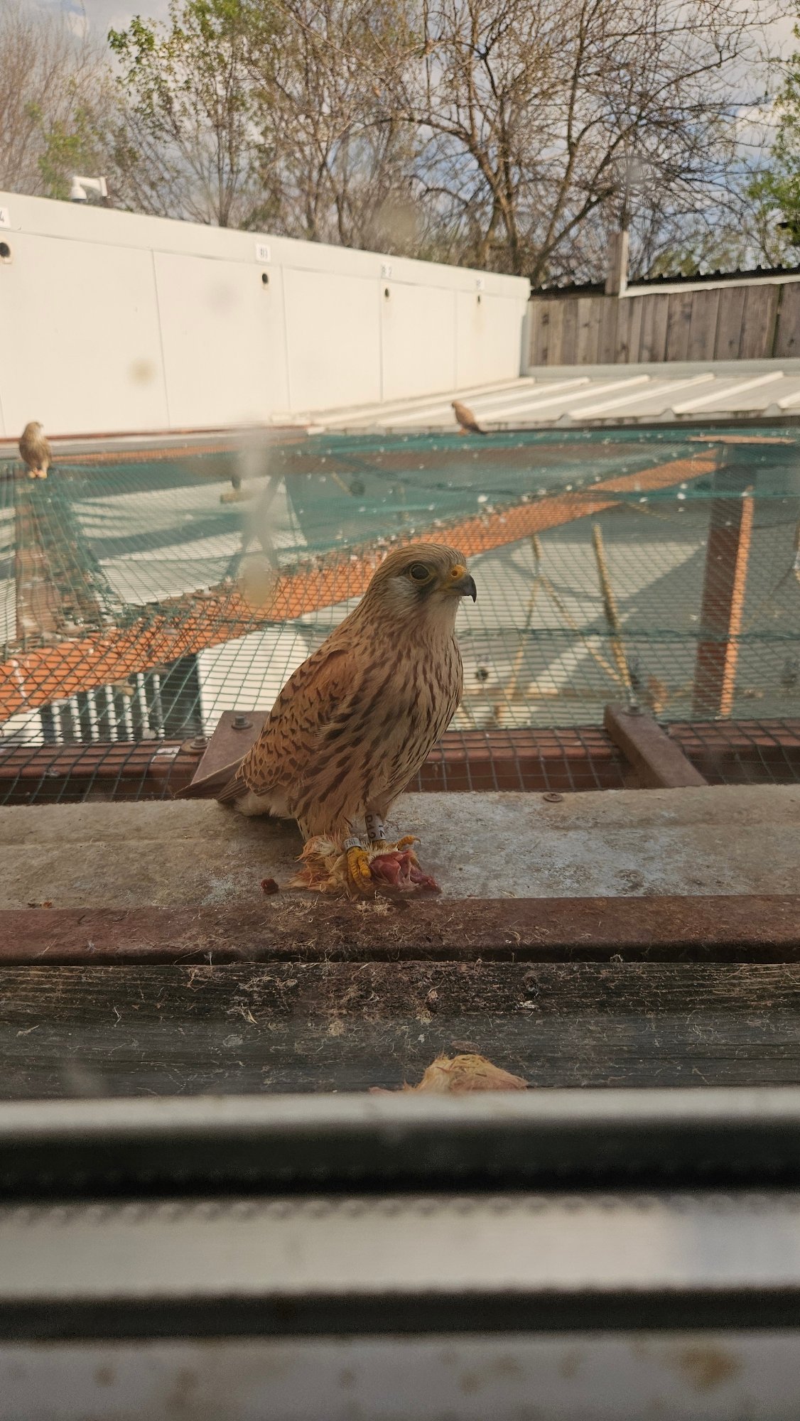 European Kestrel Observed with Prey in Bulgarian Aviary