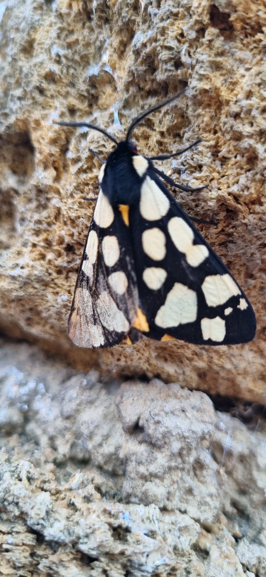 Spotted moth observed resting on stone in Blizhnee, Ukraine