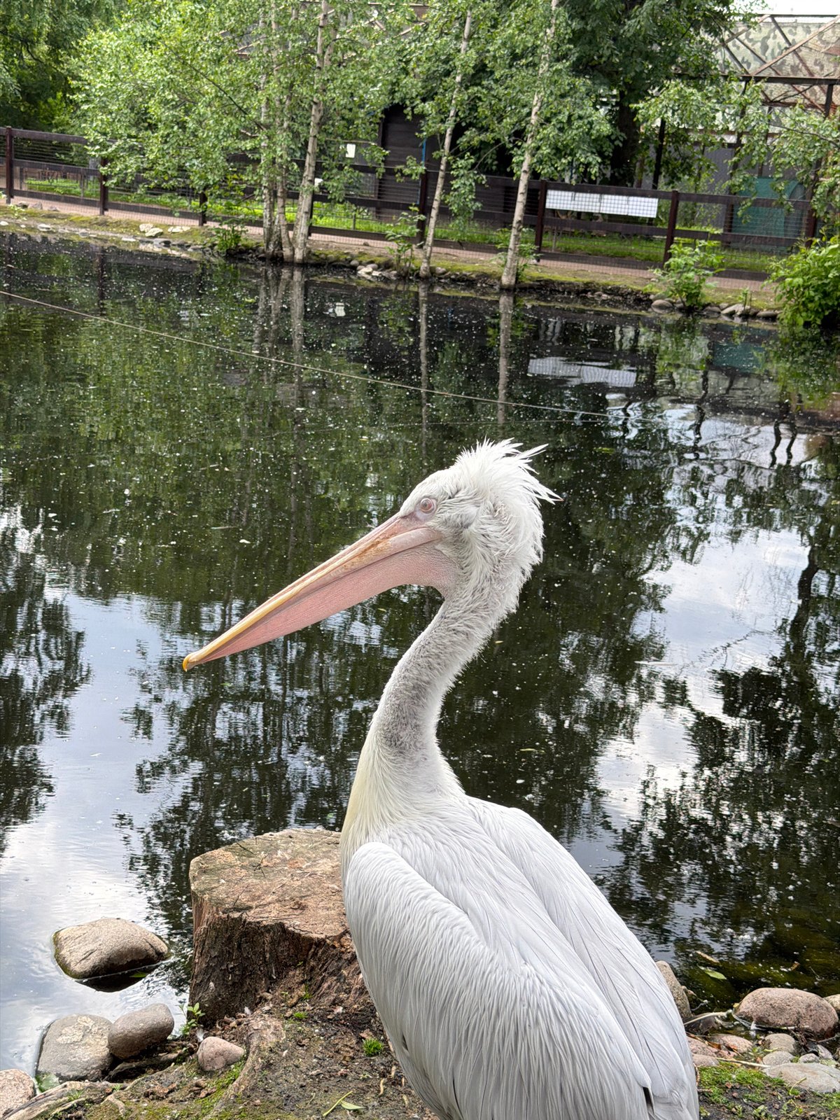 Saint Petersburg Zoo visit captured in 30 memories