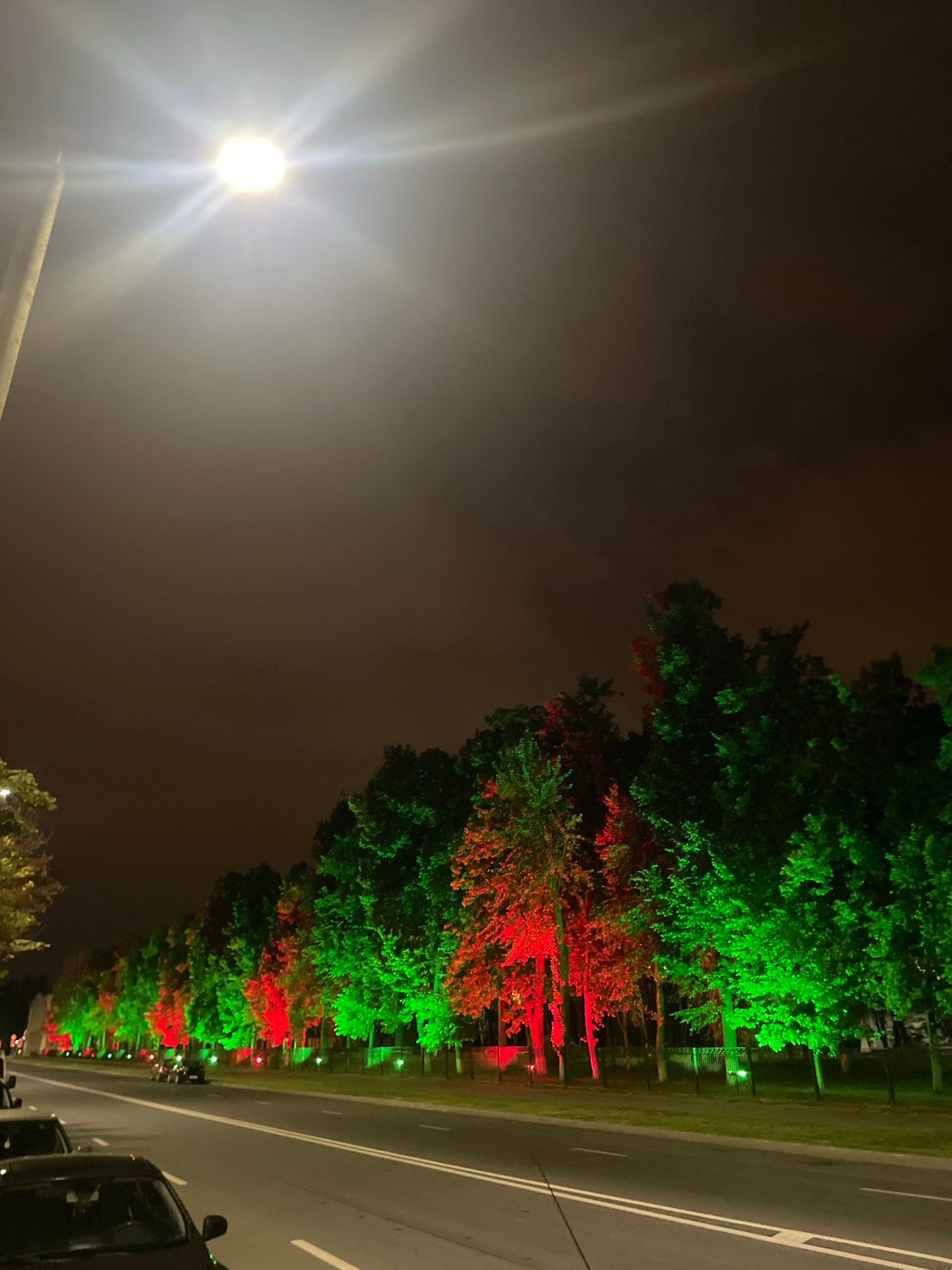 Tree-lined street glows with festive lights and garden flowers at night