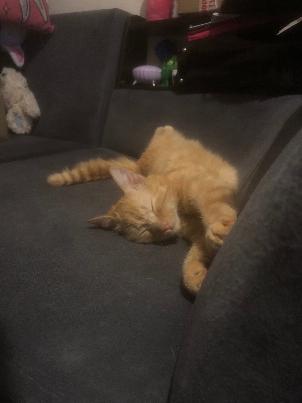 Orange cat sleeps upside down on couch in Nyagan