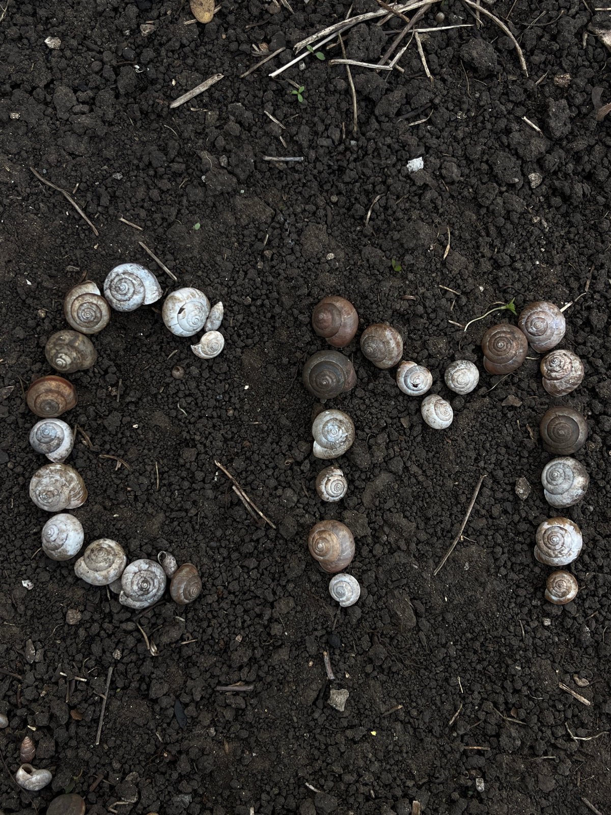 Artist Creates Shell Art Patterns in Russian Soil