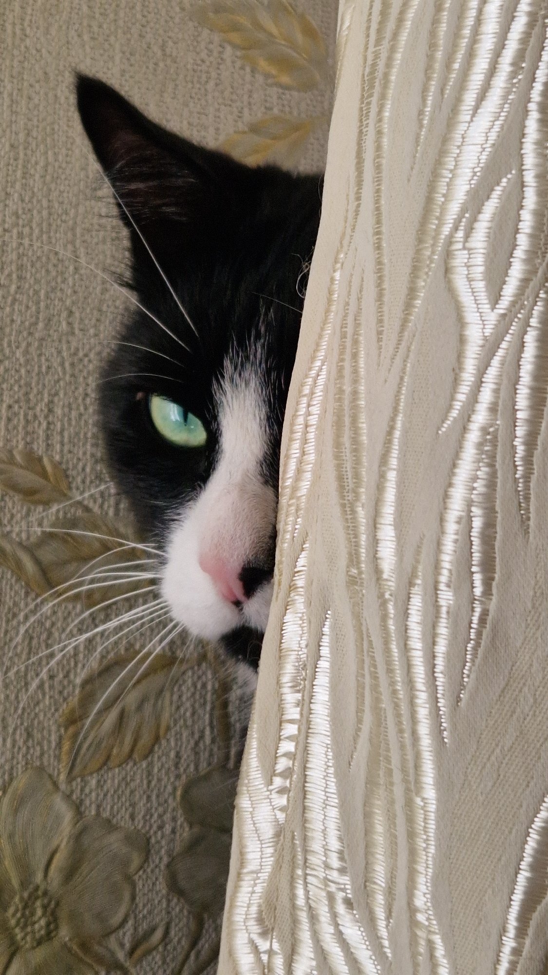 Curious cat peeks from behind a curtain in Riga