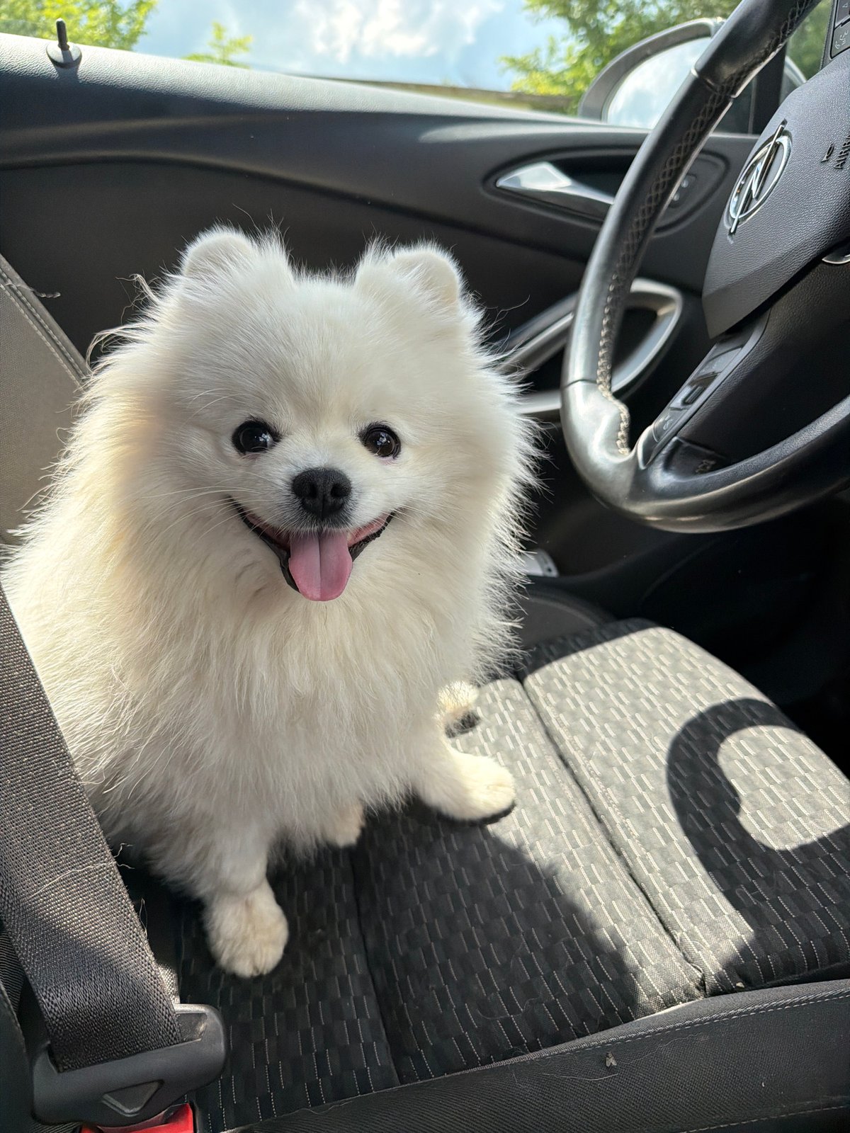 Dog wearing seatbelt spotted in passenger seat in Bulgaria