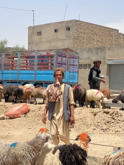 Sheep herders guide marked flock through Kandahar livestock market