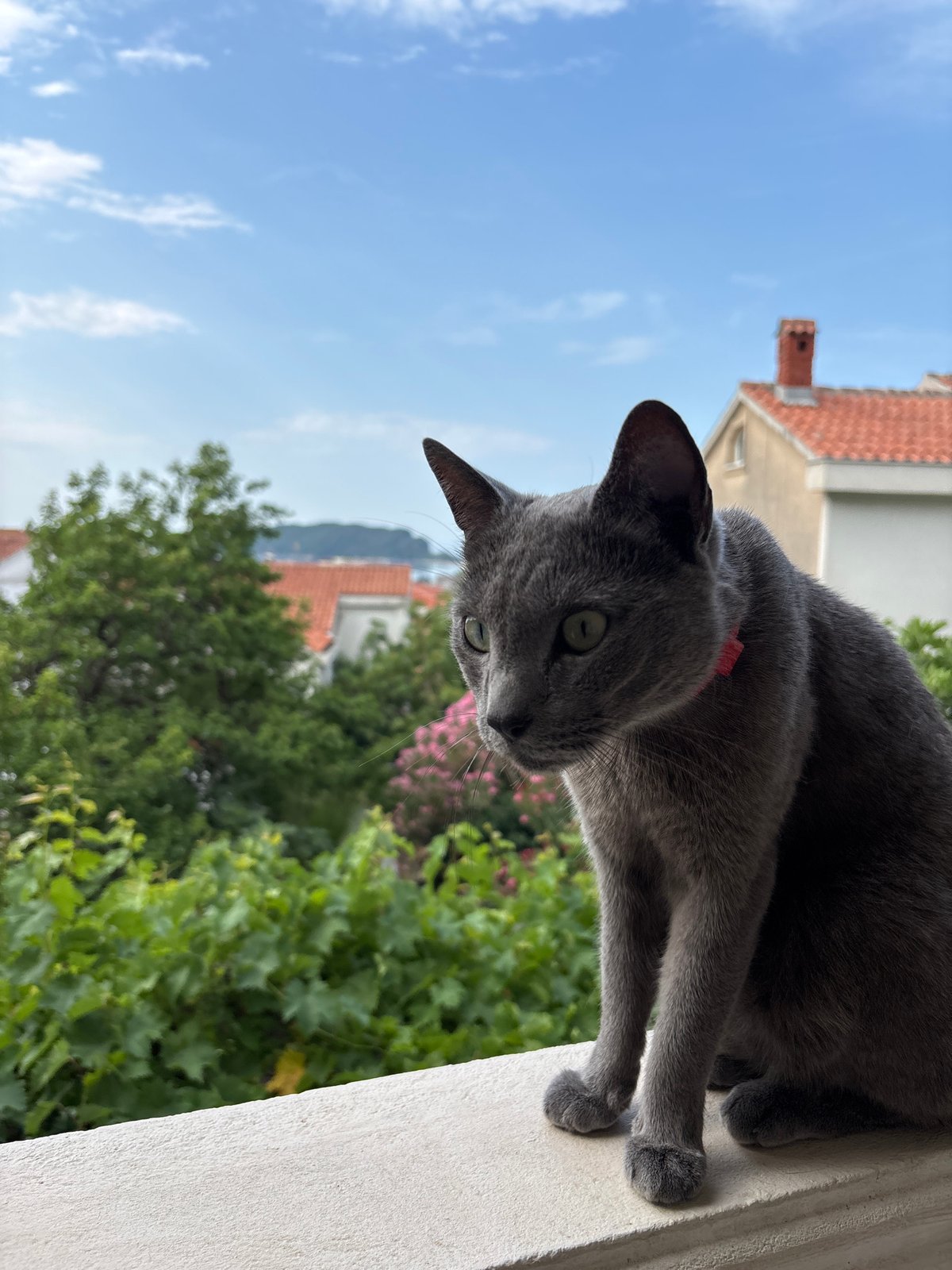Grey cat overlooks Budva rooftops while a motorcycle gets loaded up