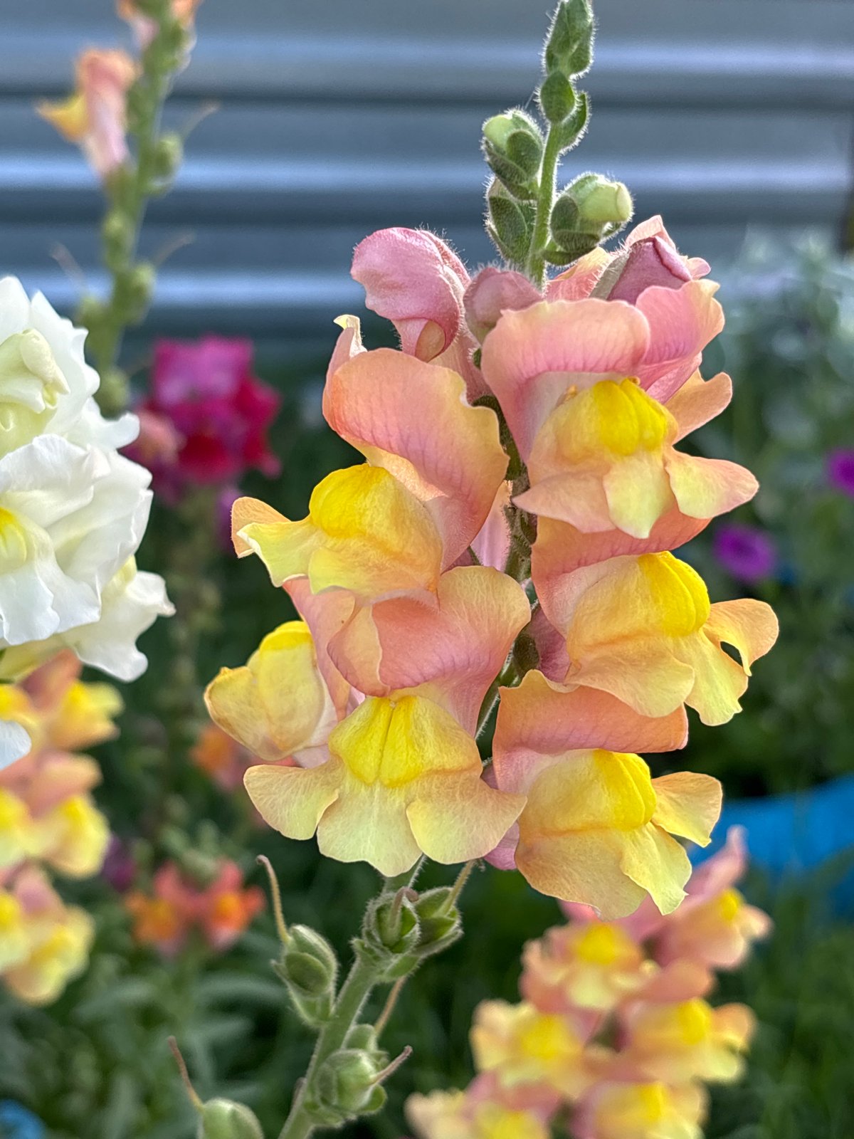 Summer garden in full bloom, Ворошиловка, Kazakhstan