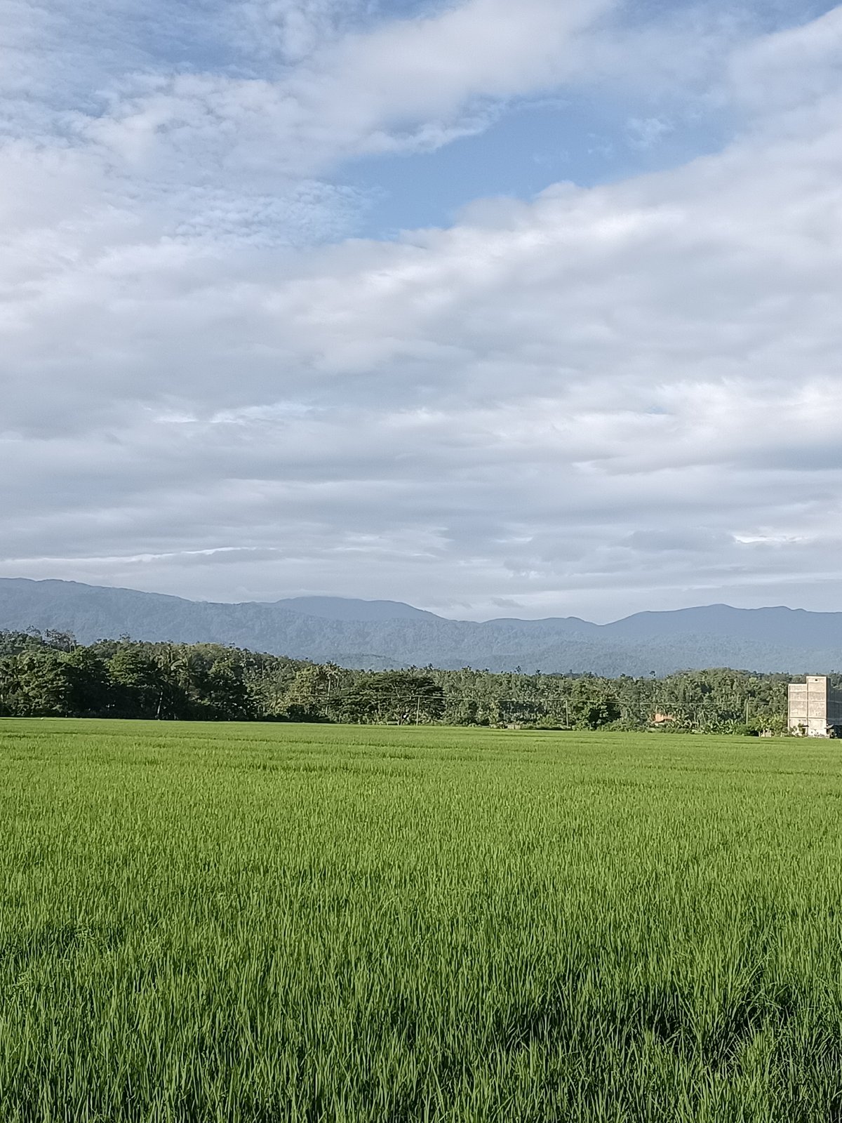 Rural road through rice paddy country, Keude Lueng Putu