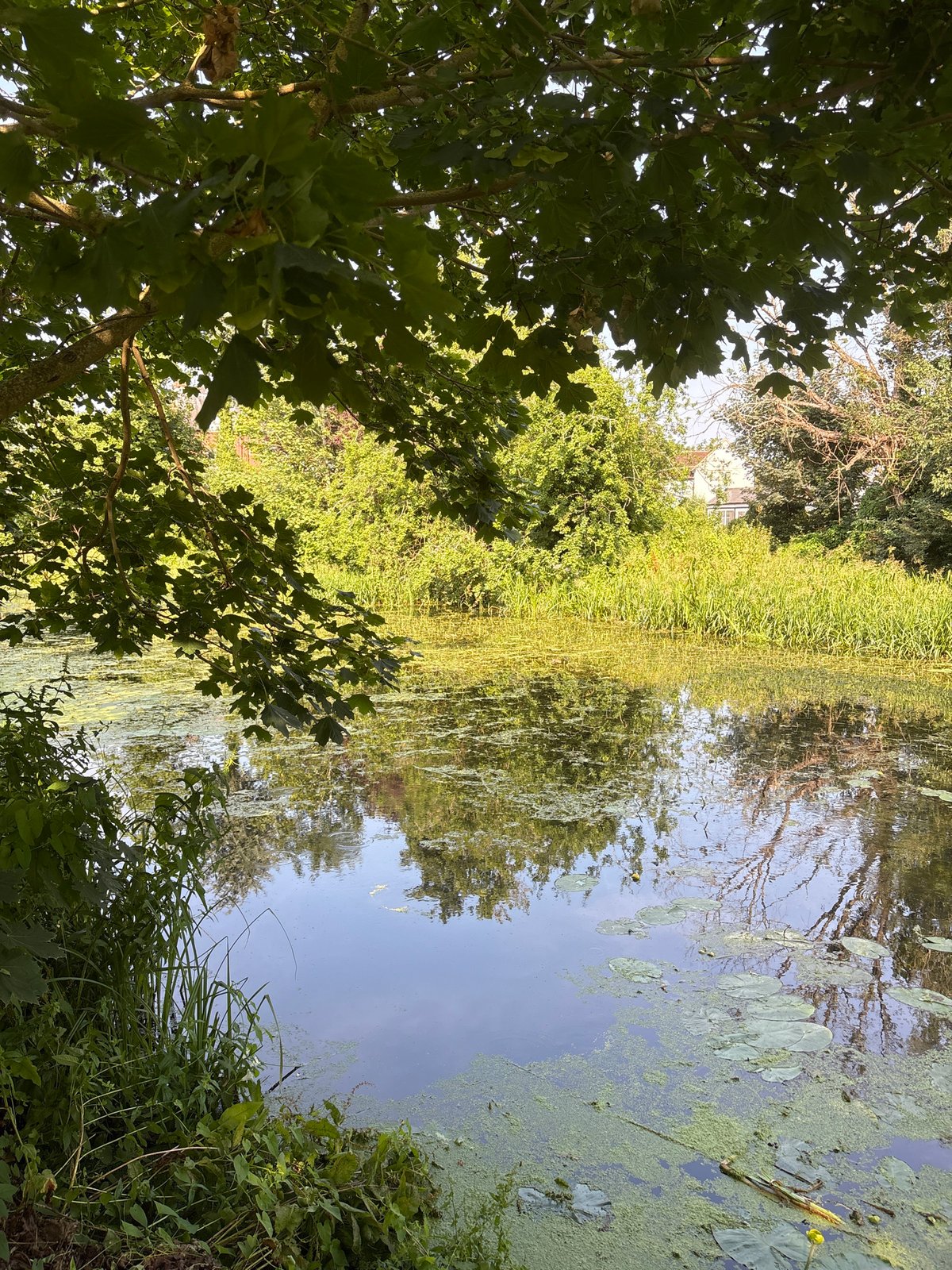 Chelmsford canal edges thick with lily pads and summer growth