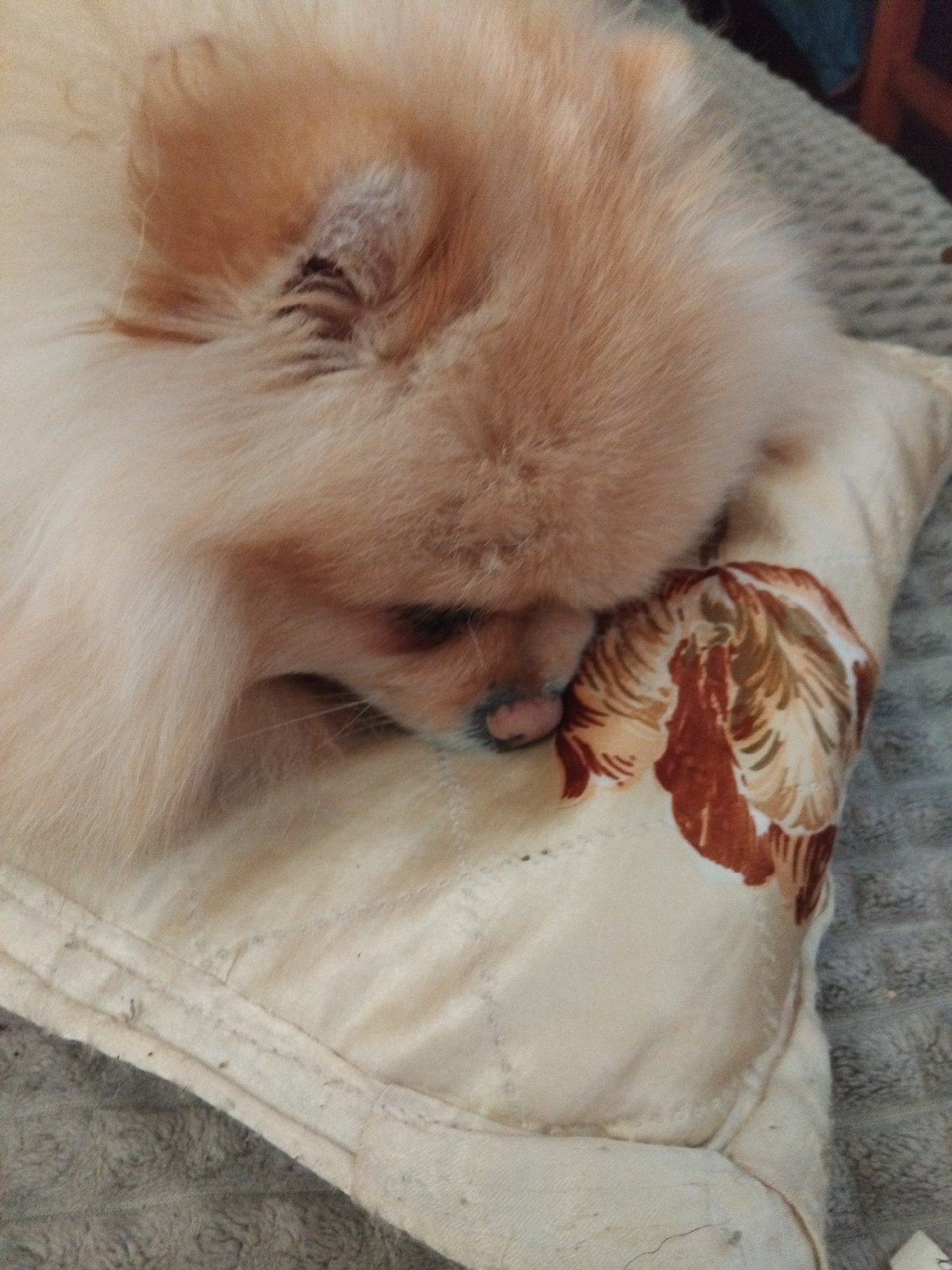 Pomeranian enjoys lengthy couch nap in Bulgarian home