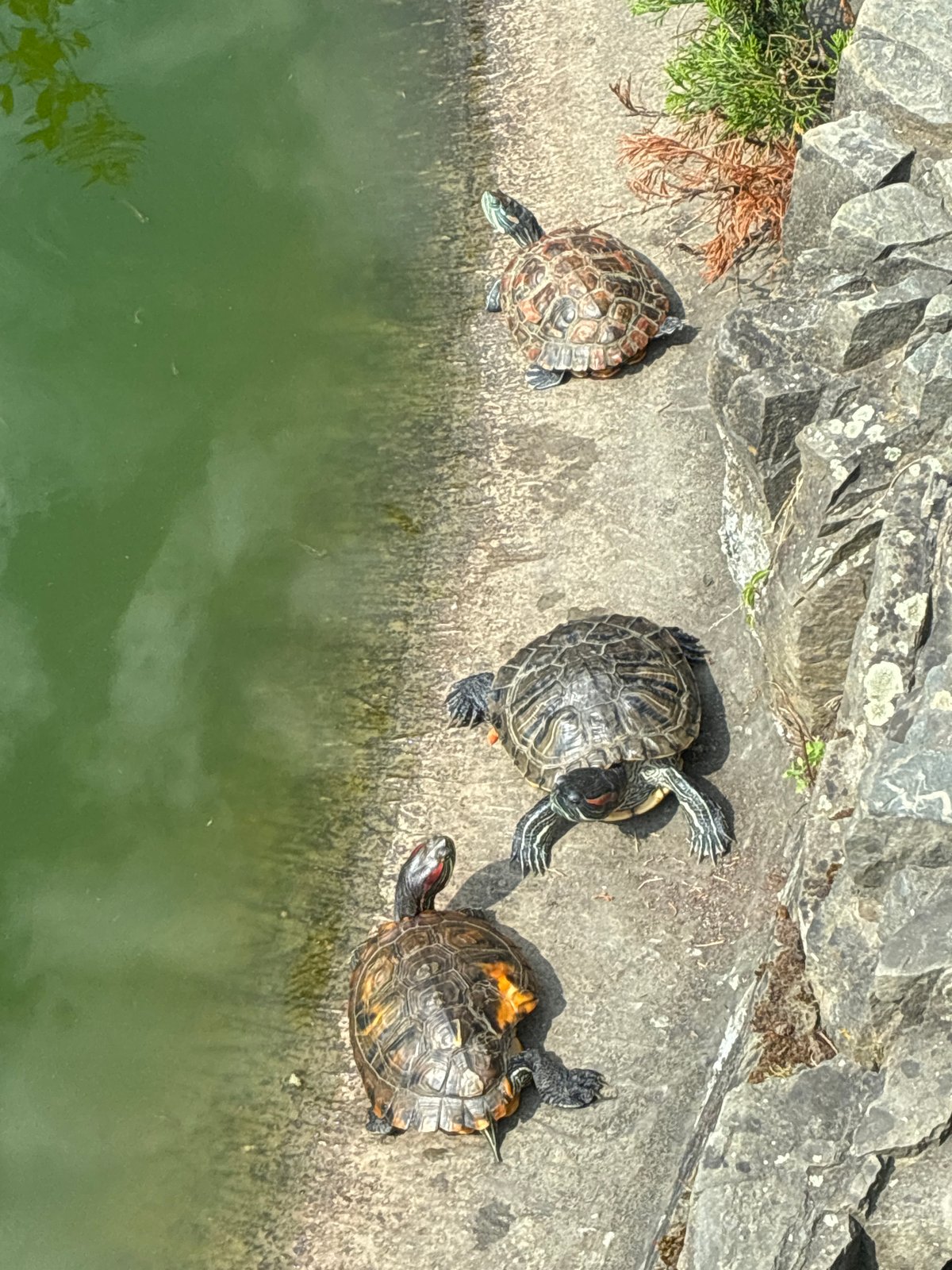 Koi pond, turtles, and a Japanese garden in Sochi