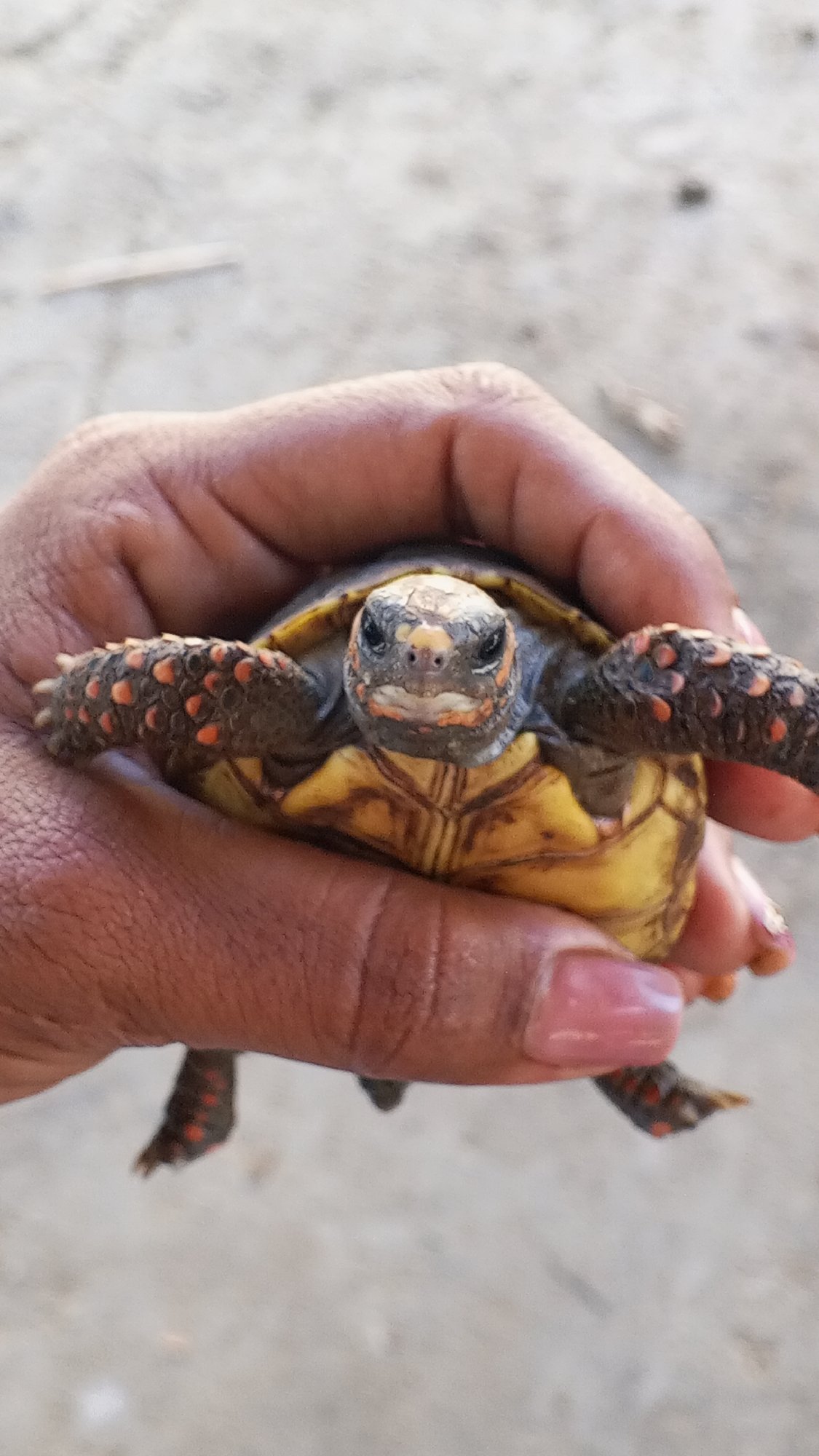 Person photographed with small turtle in playful encounter