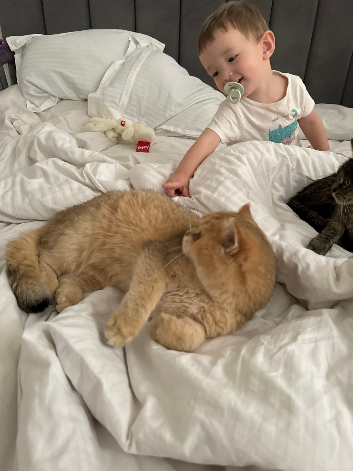 Child and cats share quiet moment on bed in Odintsovo