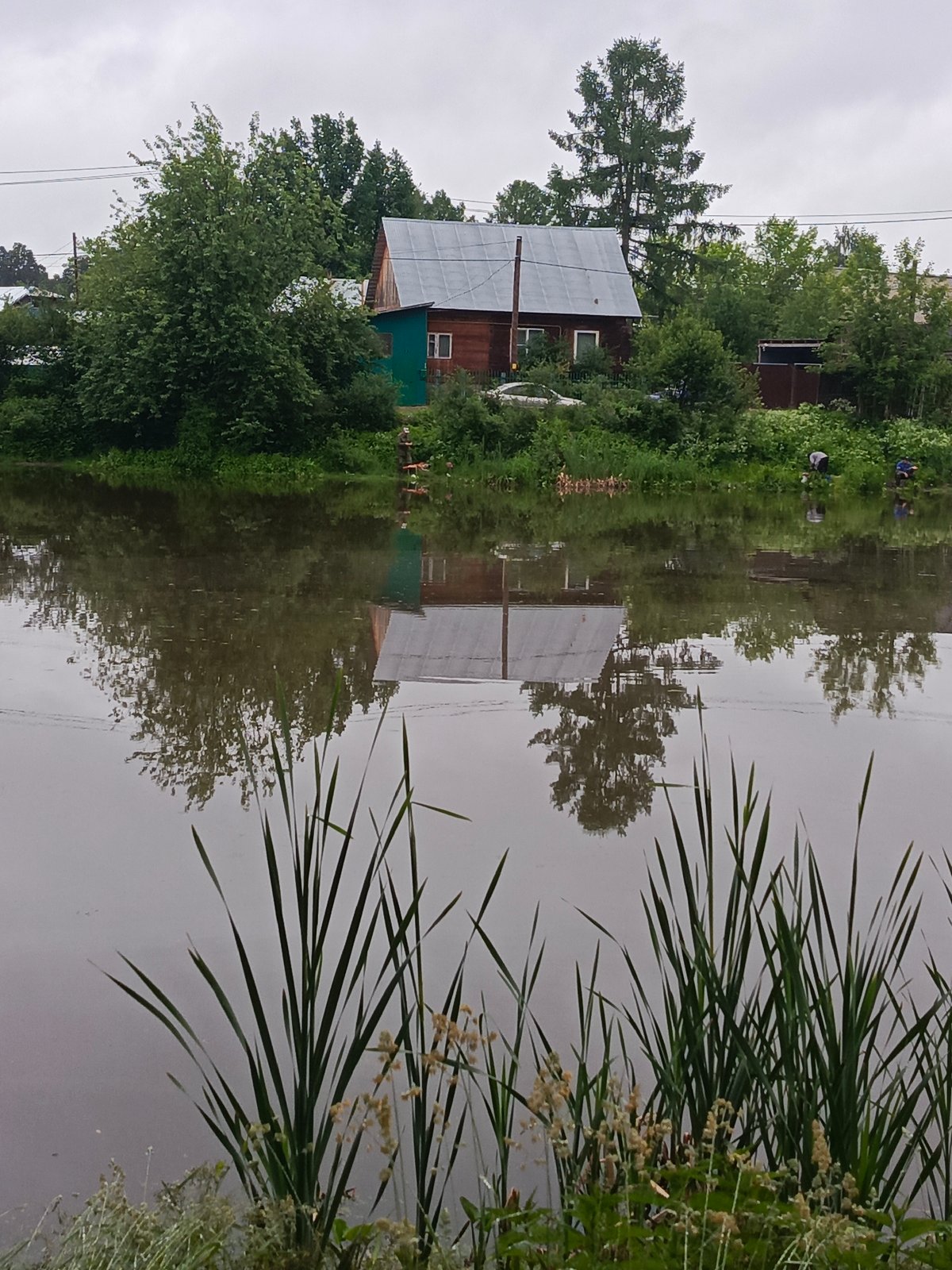 Morning after rain documented in Chaikovsky park with dog