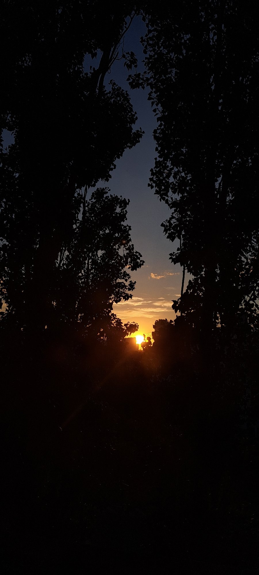 Sunset through silhouetted trees with a city skyline behind